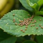 Ácaros em Plantas: Como Identificar e Combater esses Inimigos Invisíveis.
