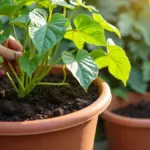 Pessoa verifica o solo de uma batata-doce em vaso com pequena porção de composto orgânico ao lado
