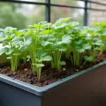 Batata-doce crescendo em jardineira profunda com ramas conduzidas em uma varanda pequena